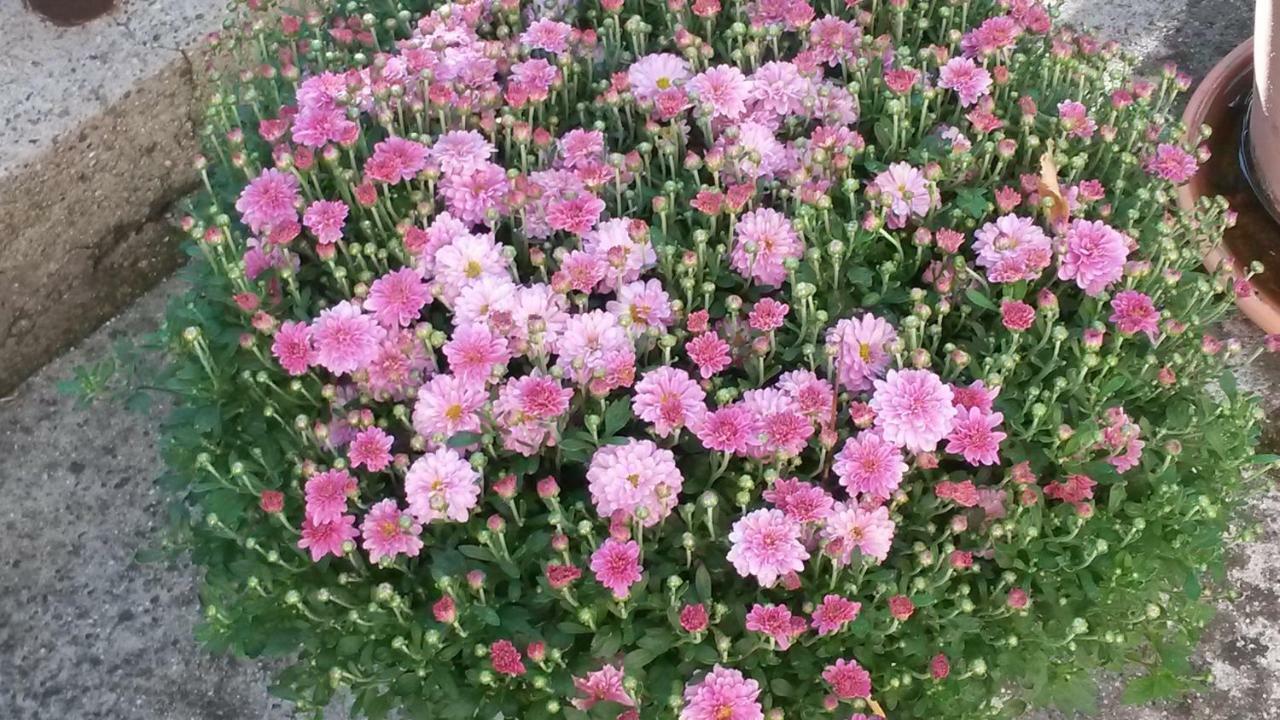 优伦内斯特鲁公寓 莱茵河畔路德维希港 外观 照片